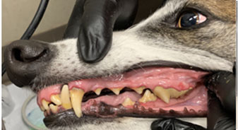 Dog Oral Health