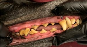 photo of periodontal disease