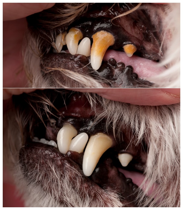 Houndstooth Pet Dental